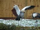 augello(Condor)