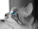 gatto_gatarella(Condor)