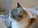 gatto_gatarella_relax(Condor)