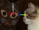 gatto_gatarella_super(Condor)