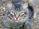 gatto_pelone_1(Condor)