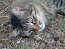 gatto_pelone_2(Condor)