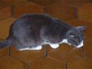 gatto_vecchia_gatta(Condor)