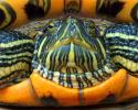 tarta(Condor)